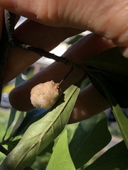 Callirhytis turnerii