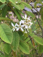 Amelanchier