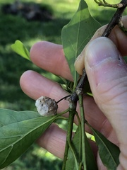 Callirhytis turnerii