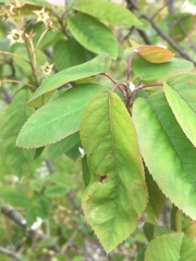 Amelanchier