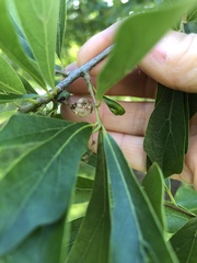 Callirhytis turnerii