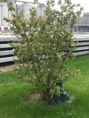 Amelanchier