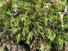 Flexitrichum gracile