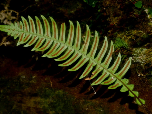 Blechnidium melanopus (Blechnidium melanopus)