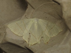 Ourapteryx sambucaria