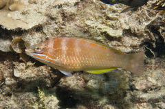 Pseudolabrus luculentus