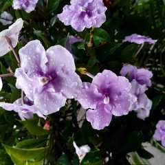 Brunfelsia grandiflora