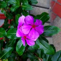 Catharanthus roseus