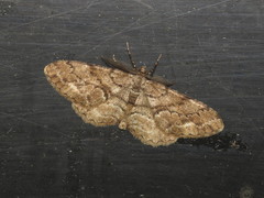 Peribatodes secundaria