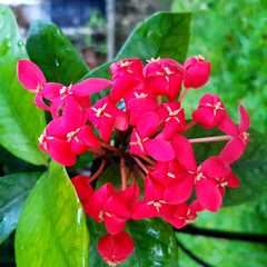 Ixora