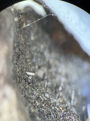 Pilobolus crystallinus