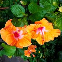 Hibiscus
