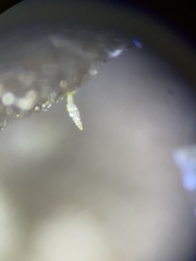 Pilobolus crystallinus