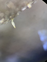 Pilobolus crystallinus