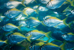 Schuettea scalaripinnis