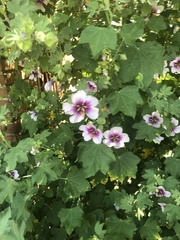 Malva subovata