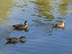Alopochen aegyptiaca