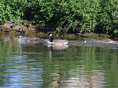 Branta canadensis