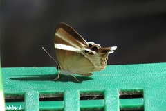 Abisara neophron