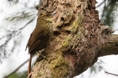 Syndactyla rufosuperciliata