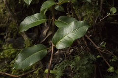 Hydrangea serratifolia