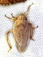 Prairiana