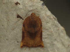 Archips podana