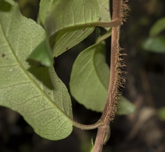 Hydrangea serratifolia
