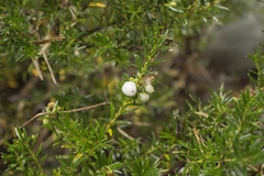 Gaultheria poeppigii
