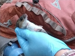 Peromyscus gossypinus