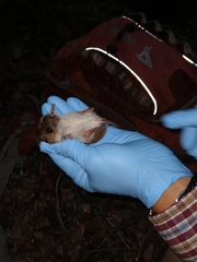 Peromyscus gossypinus