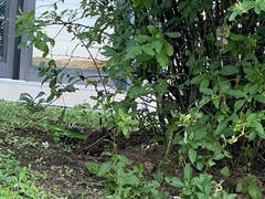 Dendroaspis angusticeps