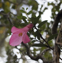 Philesia magellanica