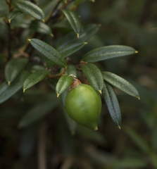 Philesia magellanica