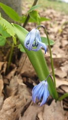 Scilla siberica