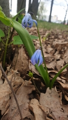 Scilla siberica