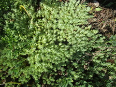 Sedum pallidum