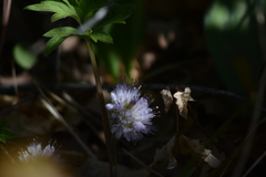 Hydrophyllum capitatum
