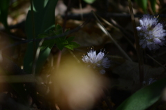 Hydrophyllum capitatum