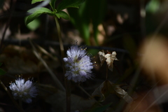 Hydrophyllum capitatum