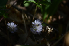 Hydrophyllum capitatum