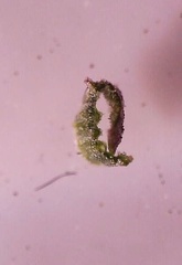 Festuca beckeri