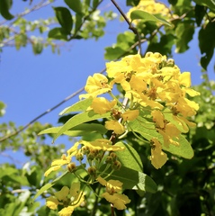 Stigmaphyllon emarginatum