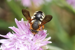 Rhodanthidium septemdentatum