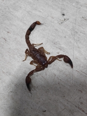 Thorellius intrepidus