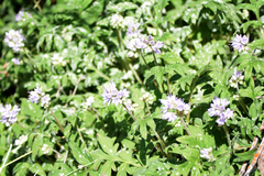 Hydrophyllum capitatum