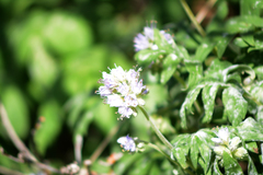Hydrophyllum capitatum