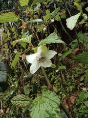 Rubus corchorifolius