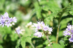 Hydrophyllum capitatum
