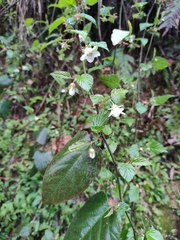 Rubus corchorifolius
